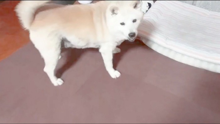 尻尾を振りながら女性を見つめる犬