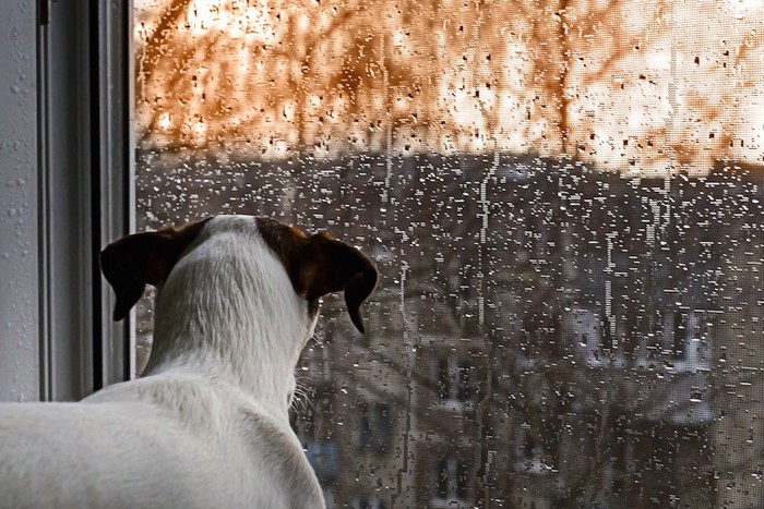 窓から外の雨を見ている犬の後ろ姿