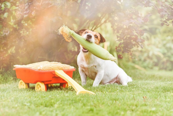 トウモロコシを咥える犬