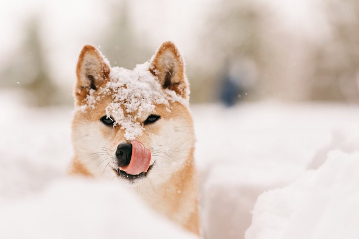 雪の中、舌を出す柴犬