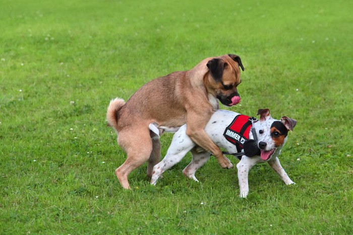 芝生の上でマウンティングする2匹の犬