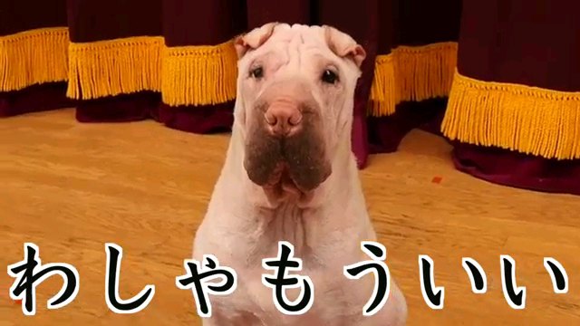 わしゃ～字幕