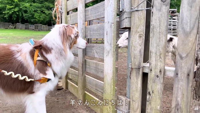 自分から近付いて挨拶