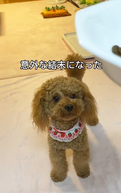 飼い主さんを見上げるけん太くん