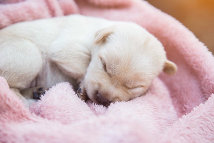 ピンクの毛布に包まれた白い子犬