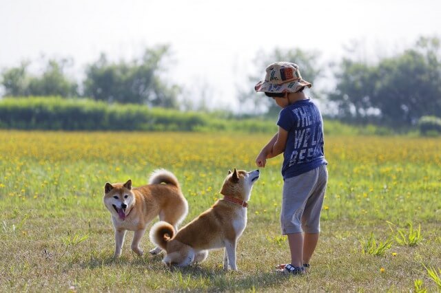 子どもと遊んでいる柴犬と豆柴