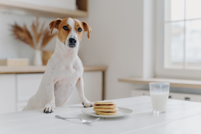 テーブル上のホットケーキのお皿の前で立ち上がる犬