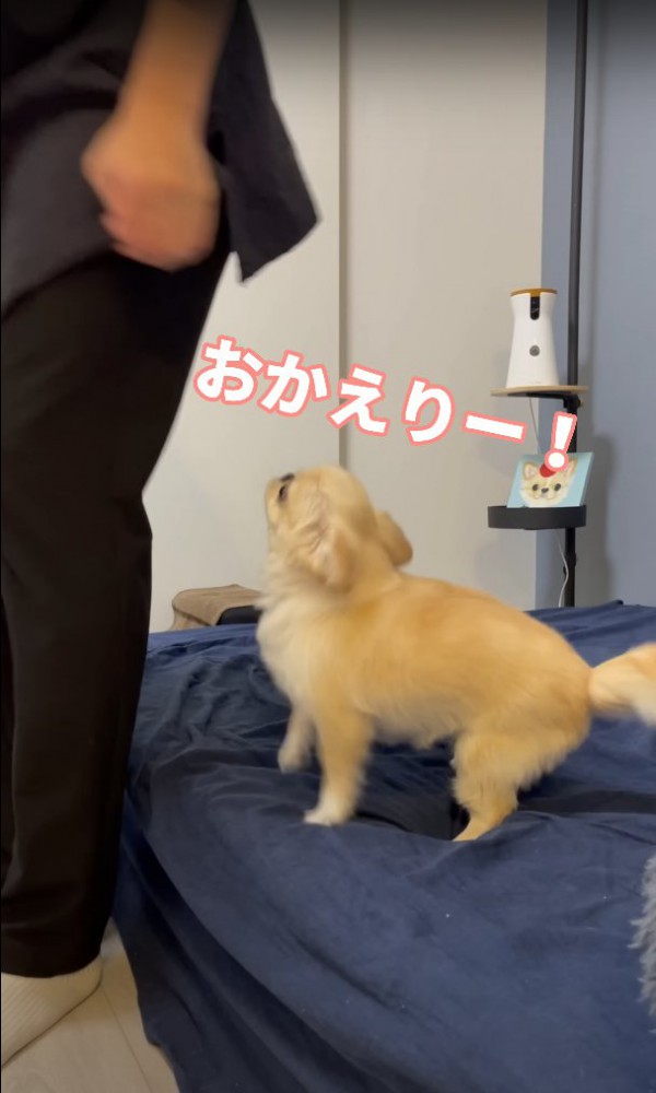 立っている飼い主と、喜びのあまりヒコーキ耳になっている犬