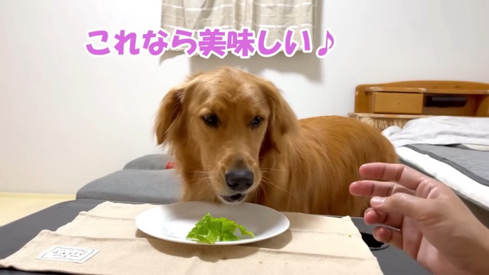 ささみを食べるよもぎちゃん2