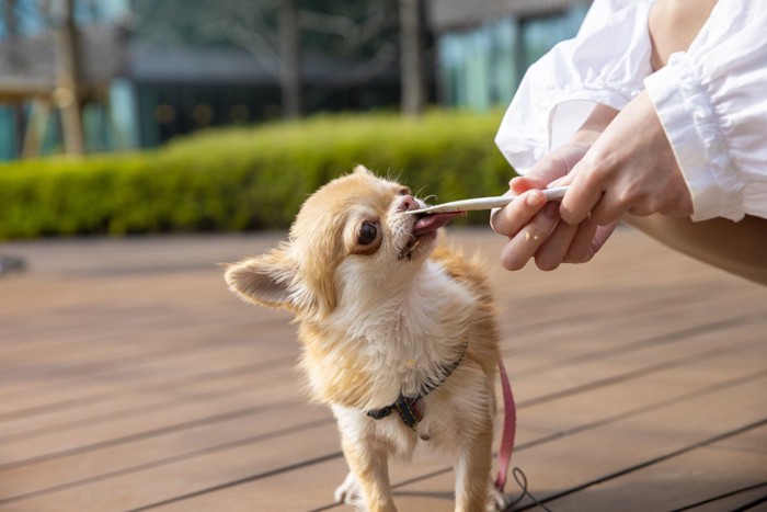 スティックタイプのおやつを食べるチワワ