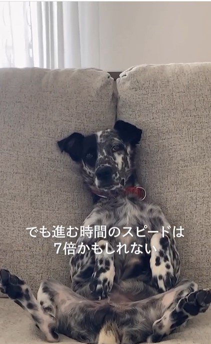 愛犬との別れの瞬間を意識する飼い主さん