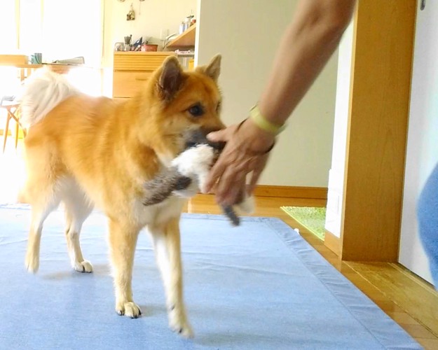 「チョウダイ」で飼い主に届けることを教えていると生活が楽しくなります