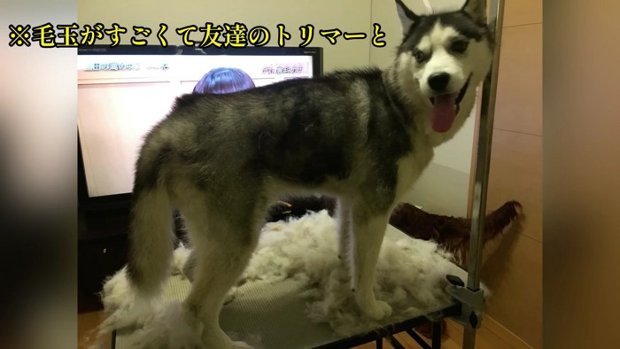 シャンプーして綺麗に♪