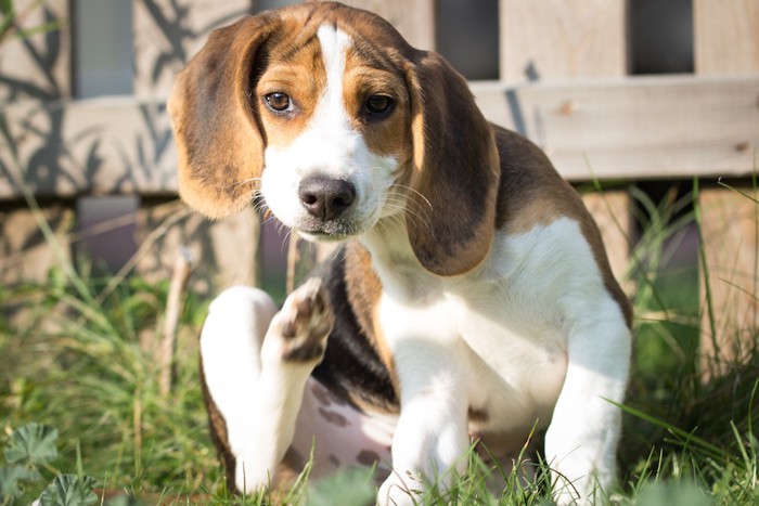 体を掻くビーグル犬