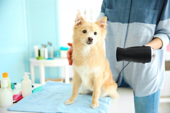 台の上に座ってドライヤーで乾かされている犬