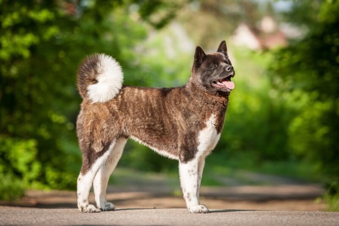 舌を大きく出す虎毛の秋田犬