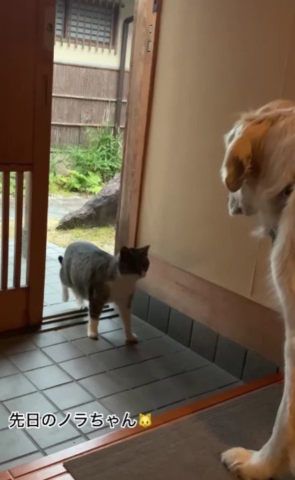 またやってきた野良猫