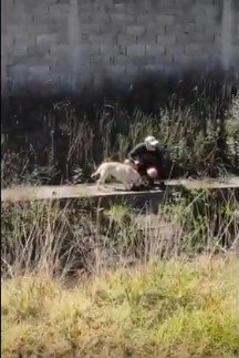 犬に寄り添う人