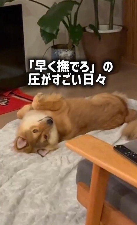 ラッキーくんの変化8