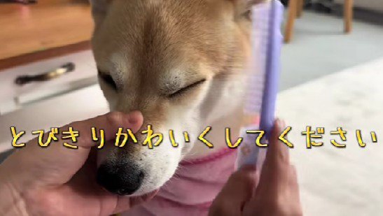 オーダーはとびきりかわいく！