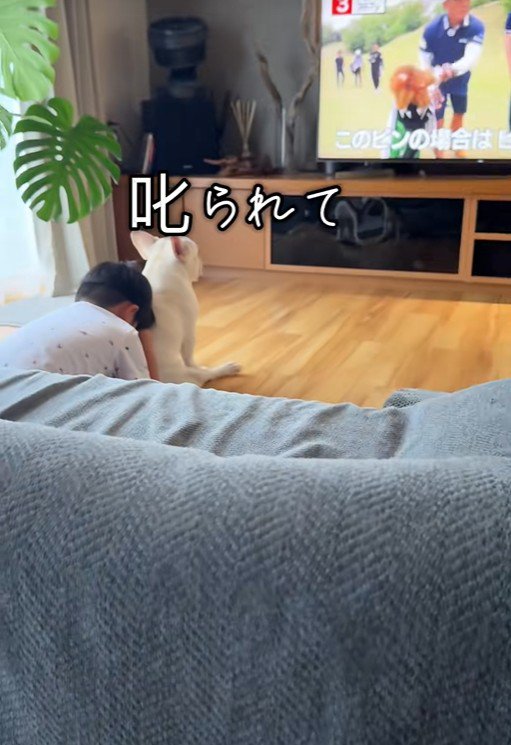 テレビ鑑賞中のうに太くん
