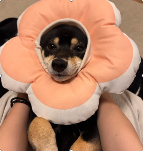 柴