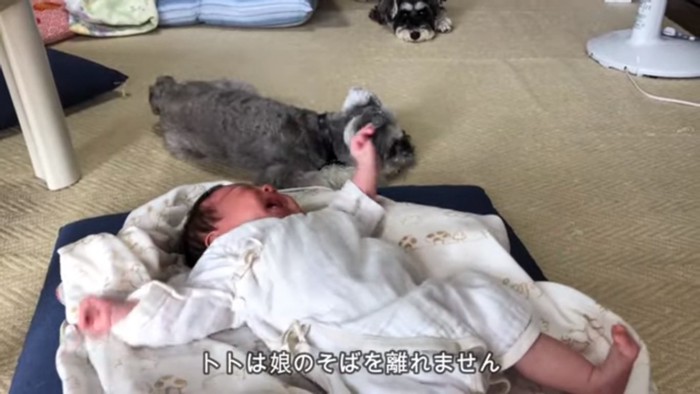 赤ちゃんと2匹