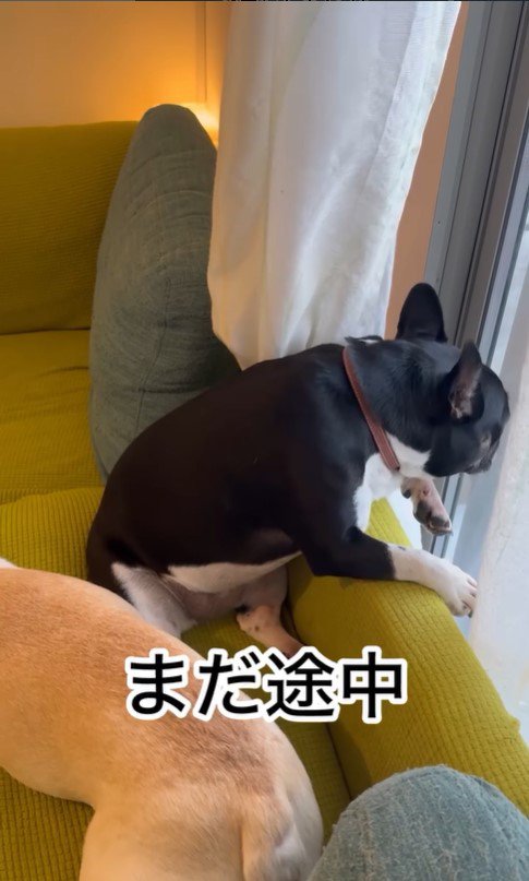 ちはやちゃん＆いろは君の外出時と帰宅時の反応2