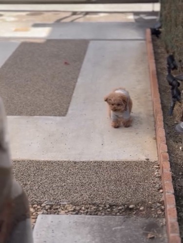 その場を離れない犬