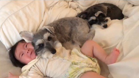 赤ちゃんを枕にするトトちゃん9