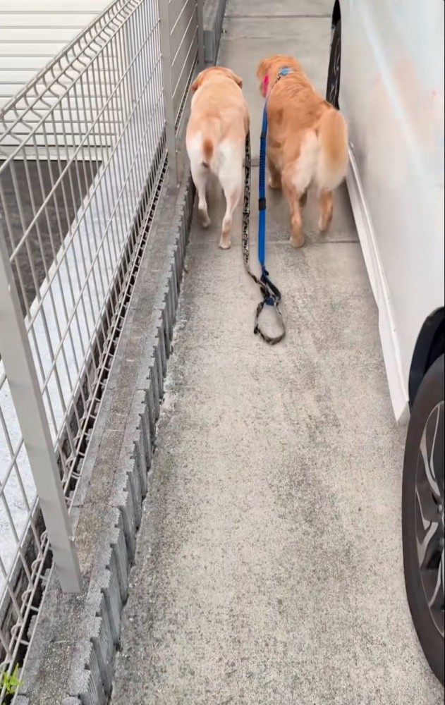 歩いていく2匹の大型犬2