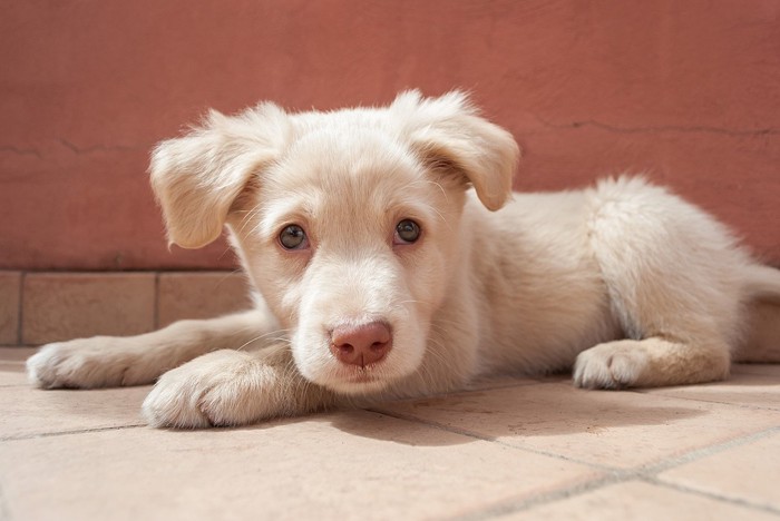 しょんぼりした表情の子犬