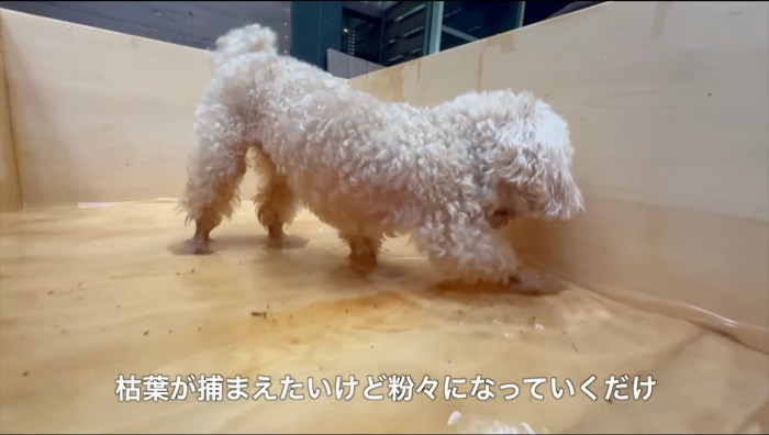 お湯に浮いた葉っぱを前足で捕まえようとする犬