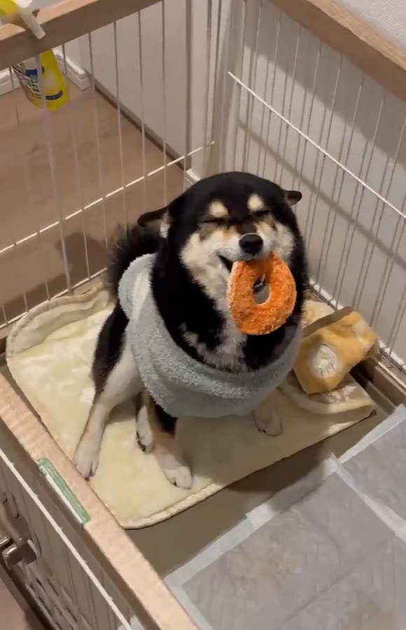 お出迎えをするさくらちゃん