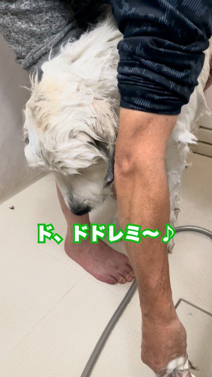 歌いながら犬を洗う老年男性