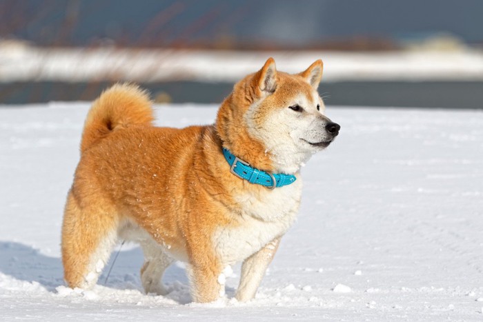 雪に手足が埋もれた柴犬