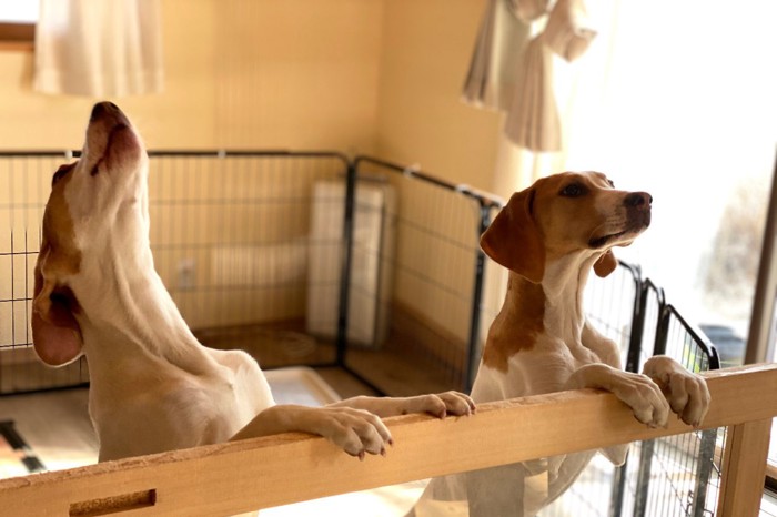 ケージの中で吠える犬