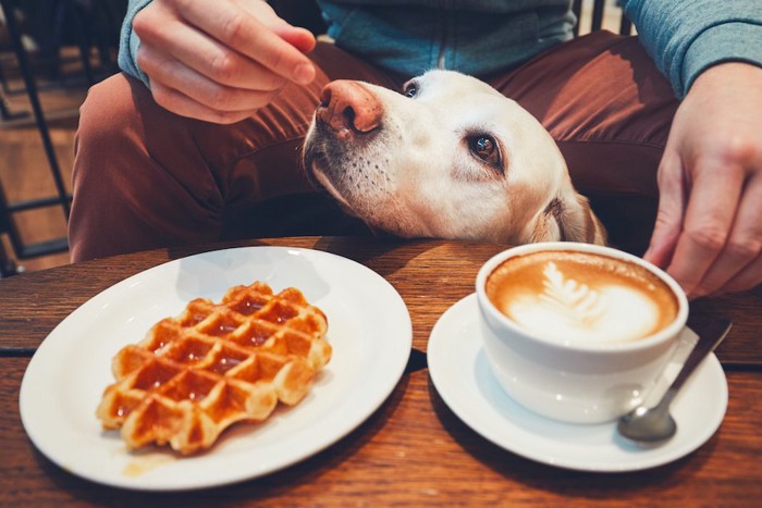 飼い主と一緒にカフェにいる犬