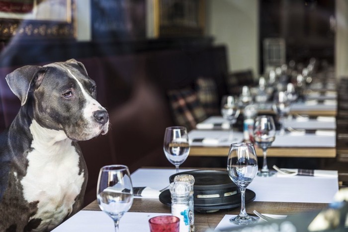 レストランの座席で待てをしている犬