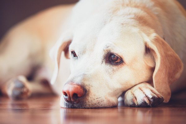 目の赤い犬