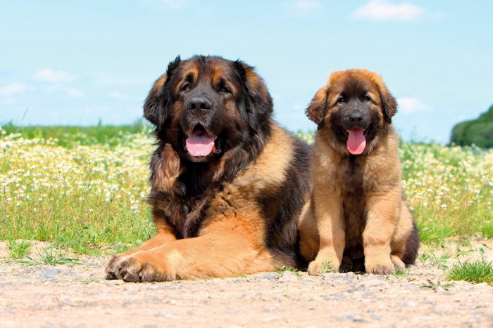 レオンベルガー、成犬と子犬