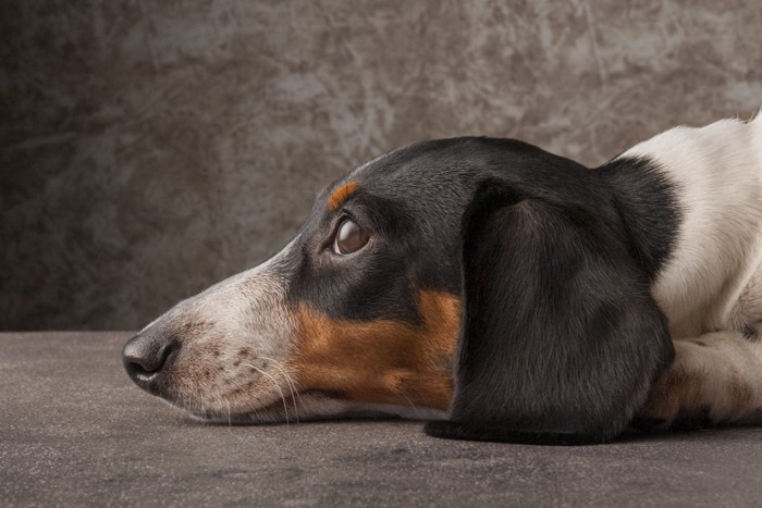 伏せをして見あげる犬の横顔