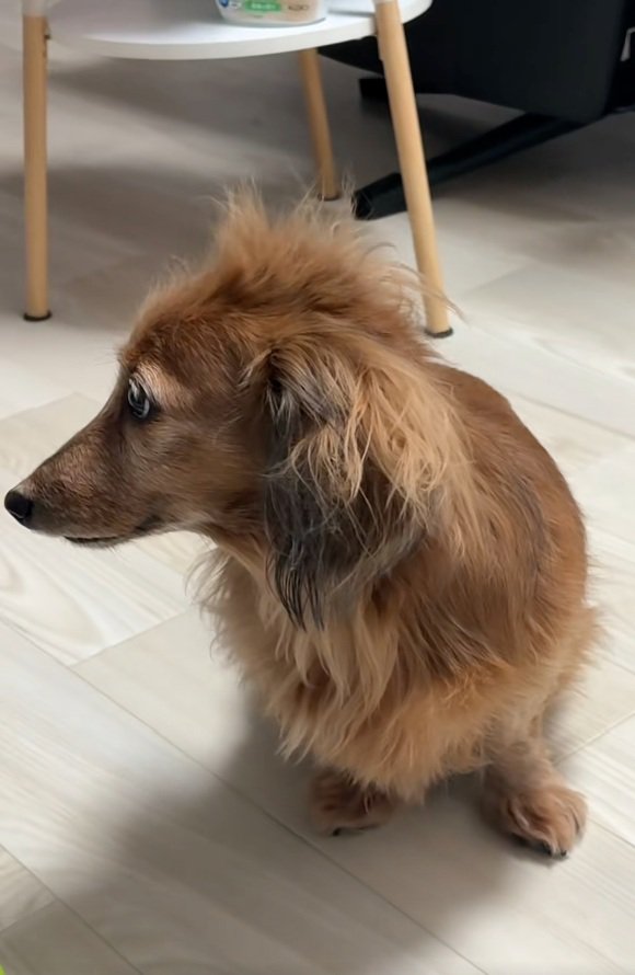 寝ぐせがひどいティナちゃん4