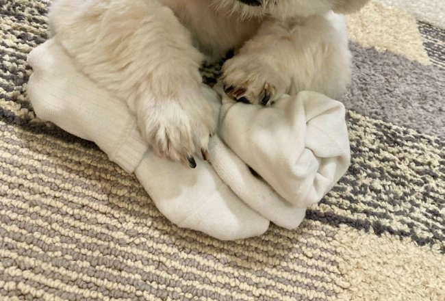 靴下を離さないほまれ君％%2足も！せっかく畳んだのに…