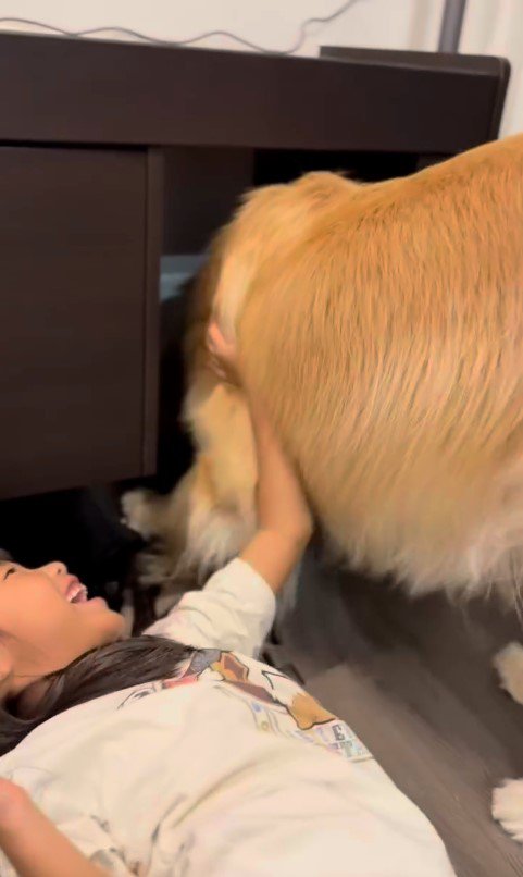 テーブルの下に入りたいシンバくん7