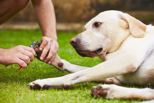 爪切りをしている犬