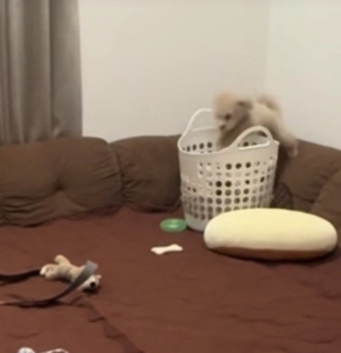 カゴに入ろうとする犬