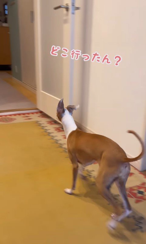 ことぶきちゃんにドッキリ5