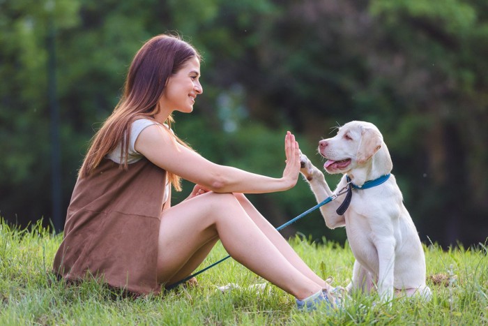 ハイタッチする飼い主と子犬