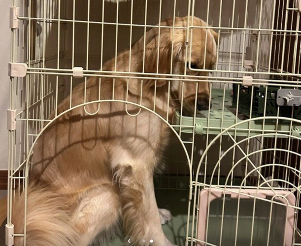 クラリスちゃんが侵入！！